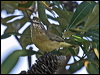 ye_rump_thornbill_14040
