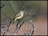 ye_rump_thornbill_152570