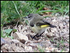 ye_rump_thornbill_43504