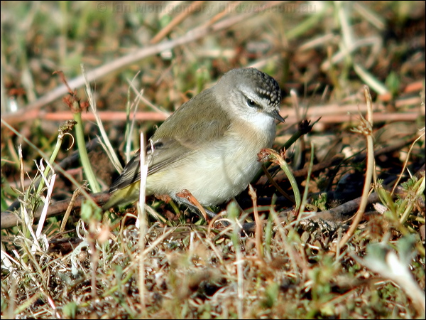 Yellow-rumped Thornbill ye_rump_thornbill_06976.psd