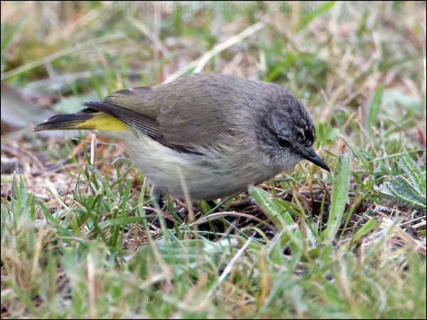 Yellow-rumped Thornbill ye_rump_thornbill_128733.psd