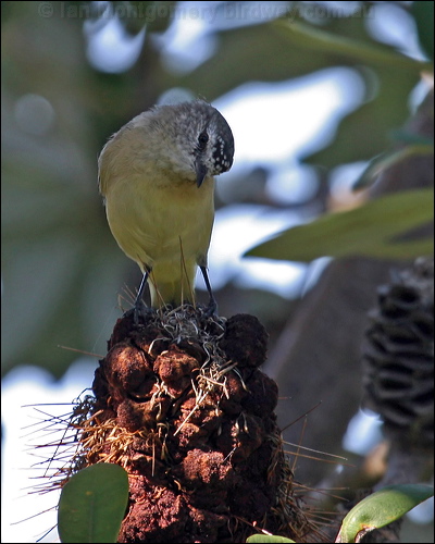 Yellow-rumped Thornbill ye_rump_thornbill_14038.psd