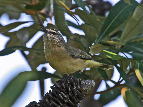 Yellow-rumped Thornbill ye_rump_thornbill_14040.psd