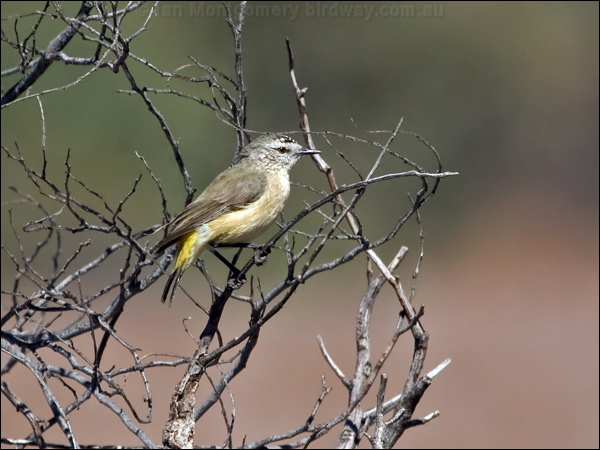 Yellow-rumped Thornbill ye_rump_thornbill_152570.psd