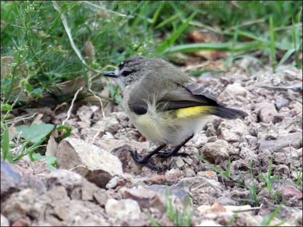 Yellow-rumped Thornbill ye_rump_thornbill_43504.psd