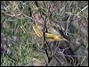 yellow_thornbill_88270