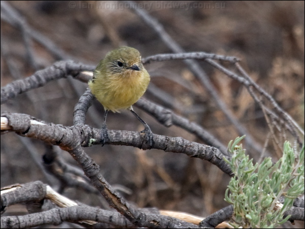 Yellow Thornbill yellow_thornbill_88267.psd