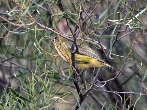 Yellow Thornbill yellow_thornbill_88270.psd