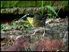 ye_throat_scrubwren_156402