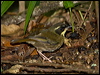 ye_throat_scrubwren_156671
