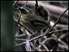 ye_throat_scrubwren_30247