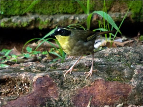 Yellow-throated Scrubwren ye_throat_scrubwren_156402.psd