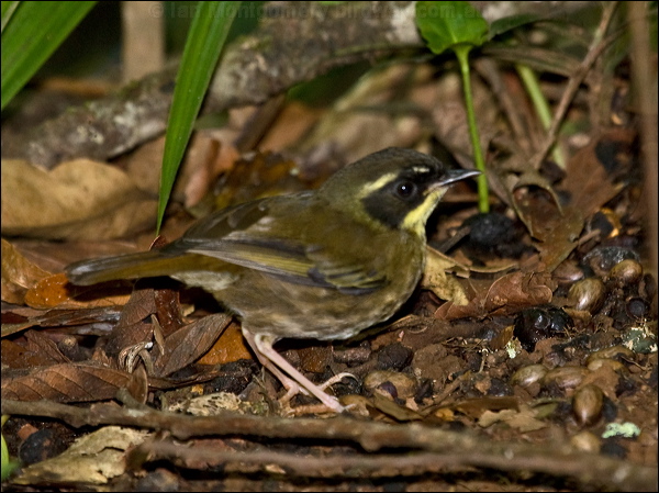 Yellow-throated Scrubwren ye_throat_scrubwren_156671.psd