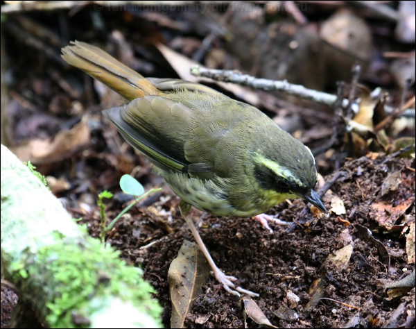 Yellow-throated Scrubwren ye_throat_scrubwren_29901.psd