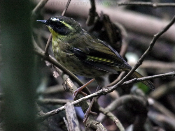 Yellow-throated Scrubwren ye_throat_scrubwren_30247.psd
