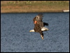 bald_eagle_68734