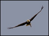 bald_eagle_70094