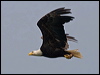 bald_eagle_70097