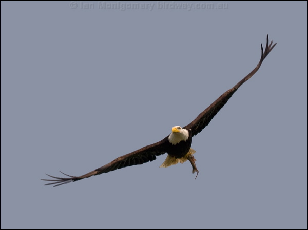 Bald Eagle bald_eagle_70094.psd