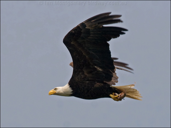 Bald Eagle bald_eagle_70097.psd