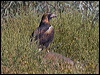 blackbreast_buzzard_157570