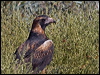 blackbreast_buzzard_157574