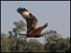blackbreast_buzzard_157577