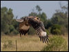 blackbreast_buzzard_157578