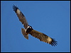 blackbreast_buzzard_158109