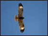 blackbreast_buzzard_158112