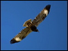 blackbreast_buzzard_158115