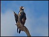 blackbreast_buzzard_187297