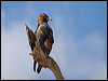 blackbreast_buzzard_187299