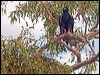 blackbreast_buzzard_187319
