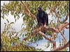 blackbreast_buzzard_187323