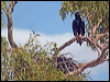 blackbreast_buzzard_187328