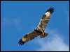 blackbreast_buzzard_187361