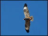 blackbreast_buzzard_187364