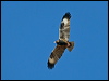 blackbreast_buzzard_187374