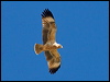 blackbreast_buzzard_89961