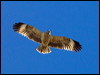 blackbreast_buzzard_89971