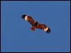 blackbreastedbuzzard_41840