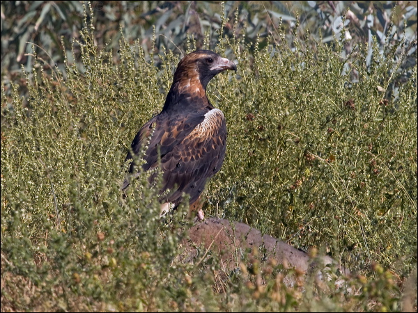 Black-breasted Buzzard blackbreast_buzzard_157570.psd