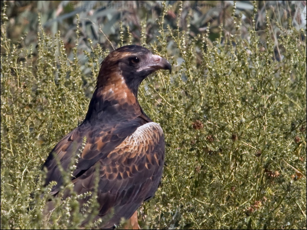 Black-breasted Buzzard blackbreast_buzzard_157574.psd