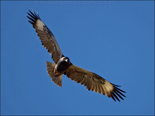 Black-breasted Buzzard blackbreast_buzzard_158109.psd