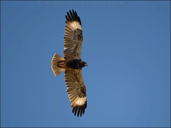 Black-breasted Buzzard blackbreast_buzzard_158112.psd