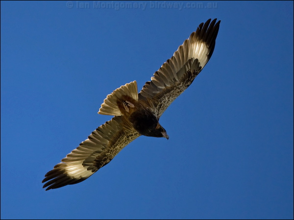 Black-breasted Buzzard blackbreast_buzzard_158115.psd