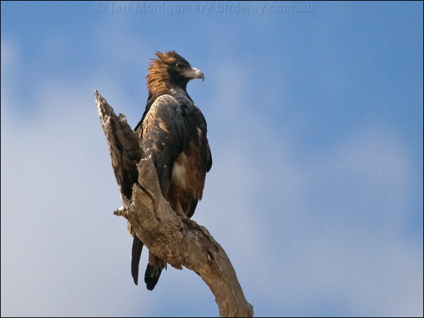 Black-breasted Buzzard blackbreast_buzzard_187299.psd