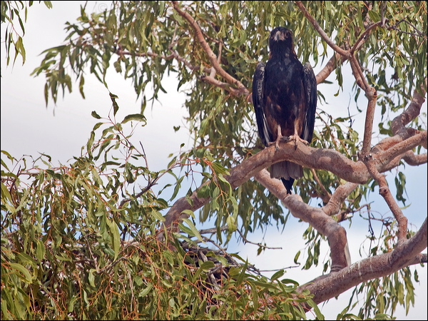 Black-breasted Buzzard blackbreast_buzzard_187319.psd