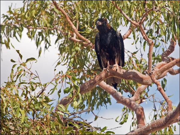 Black-breasted Buzzard blackbreast_buzzard_187323.psd